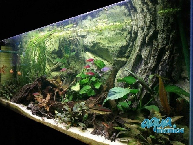 3D Root Background 88x56cm in 2 section to fit 3 foot by 2 foot tanks