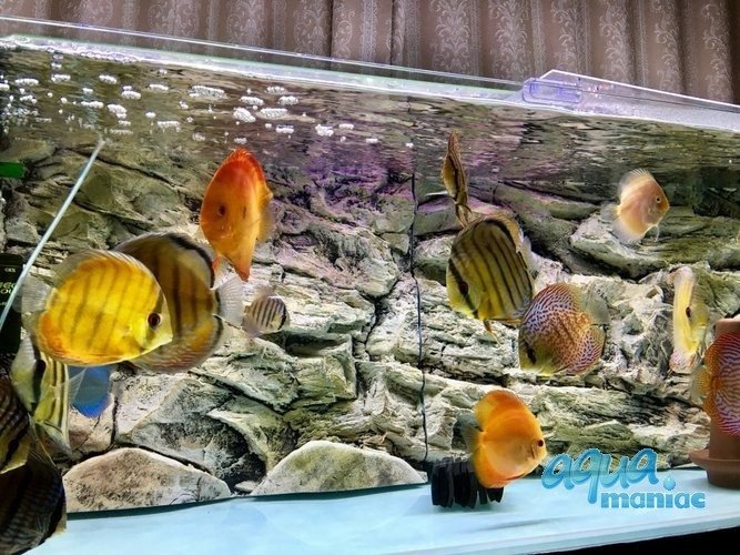 3D beige rock background 113x54cm to fit Aqua One 230 fish tank