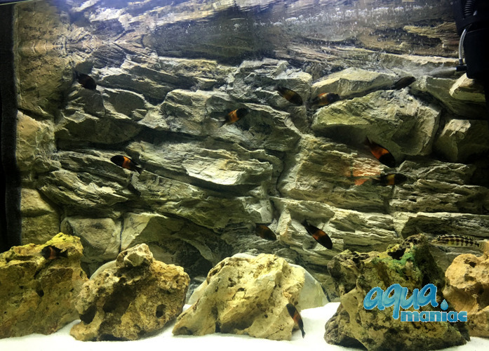 Fluval Roma 125 rock background 77x42cm 1 section