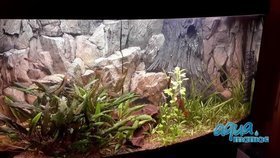 3D Background Rock Root With Vent 113x54cm to fit Aqua Oak 230 Aquarium