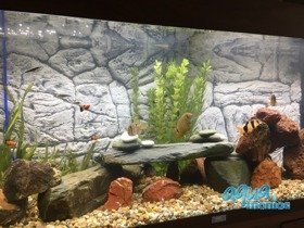 3D Thin Grey Rock Background 239x56cm in 4 section to fit 8 foot by 2 foot tanks